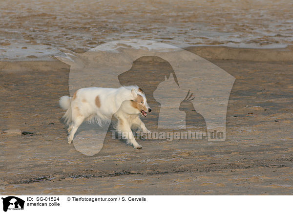 american collie / SG-01524