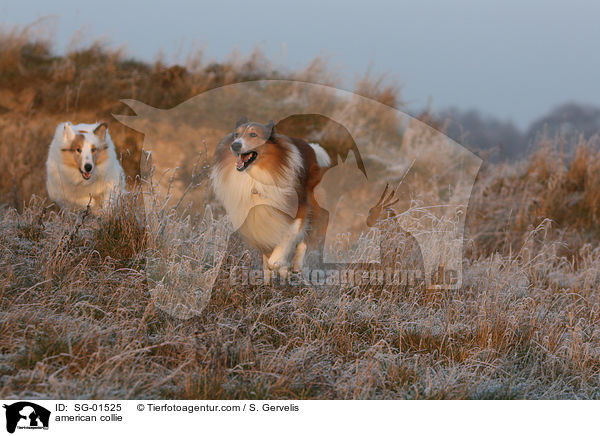 american collie / SG-01525
