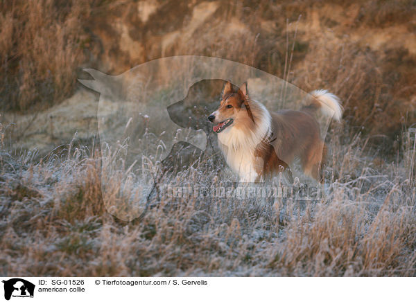 american collie / SG-01526