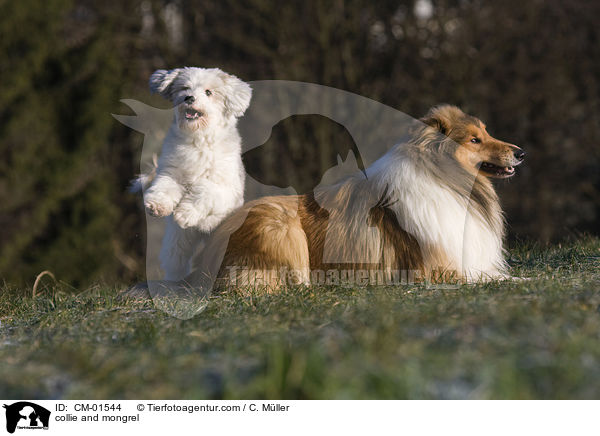 Langhaarcollie und Mischling / collie and mongrel / CM-01544