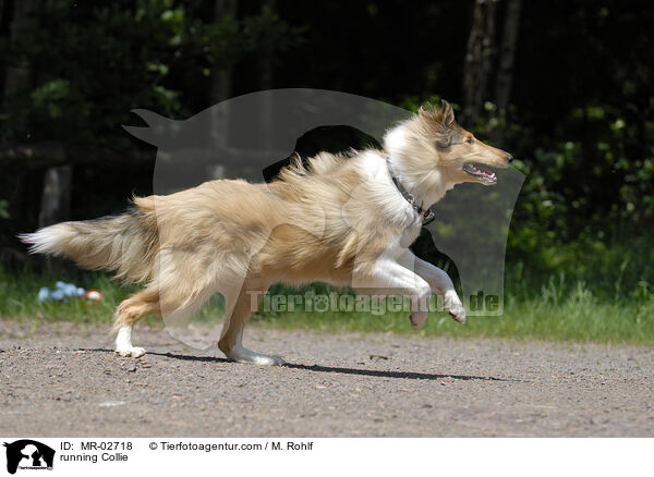 rennender Langhaarcollie / running Collie / MR-02718