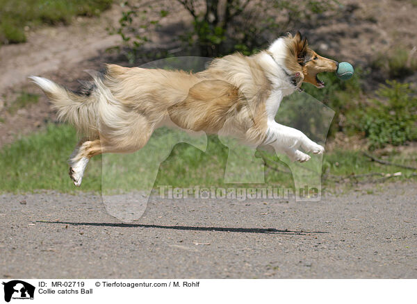 Langhaarcollie fngt Ball / Collie catchs Ball / MR-02719