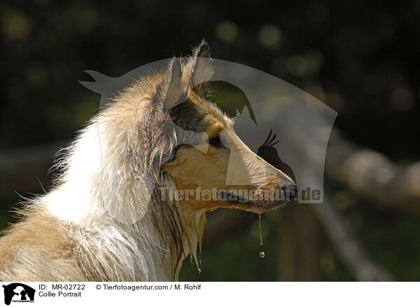 Langhaarcollie Portrait / Collie Portrait / MR-02722