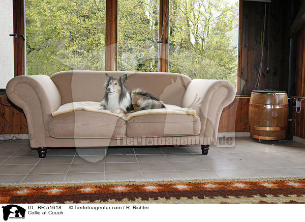 Collie at Couch / RR-51618