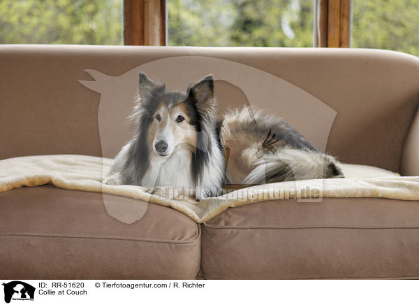 Collie at Couch / RR-51620