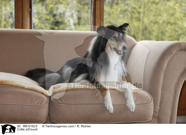 Collie atCouch / RR-51623