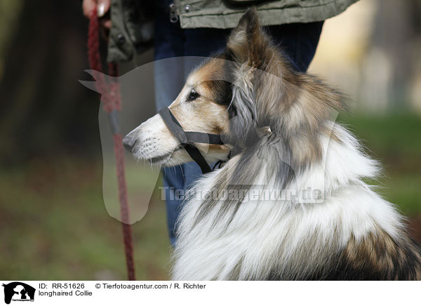 longhaired Collie / RR-51626