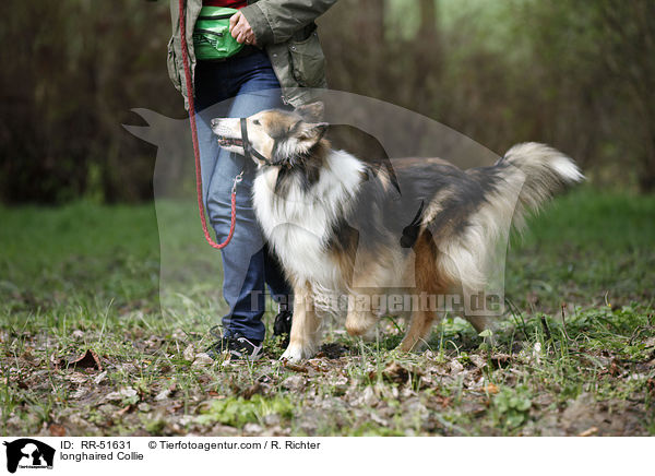 longhaired Collie / RR-51631