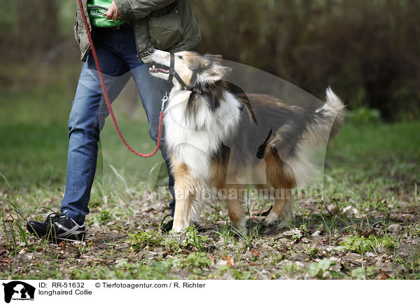 longhaired Collie / RR-51632