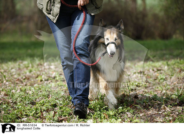 longhaired Collie / RR-51634