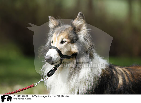 longhaired Collie / RR-51637