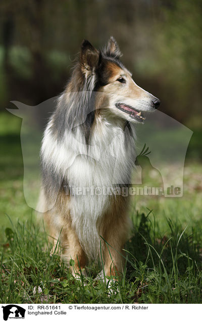 Langhaarcollie / longhaired Collie / RR-51641