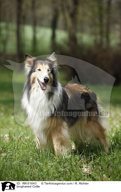Langhaarcollie / longhaired Collie / RR-51643