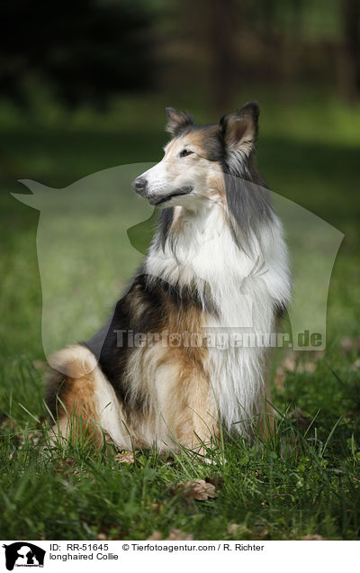 longhaired Collie / RR-51645