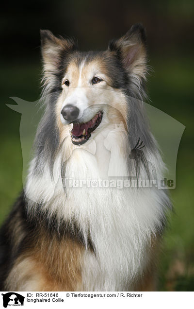longhaired Collie / RR-51646