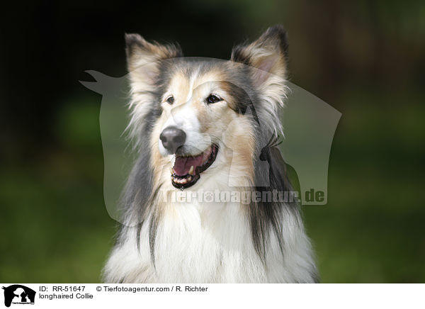 longhaired Collie / RR-51647