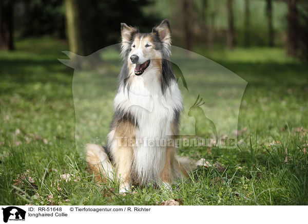 longhaired Collie / RR-51648
