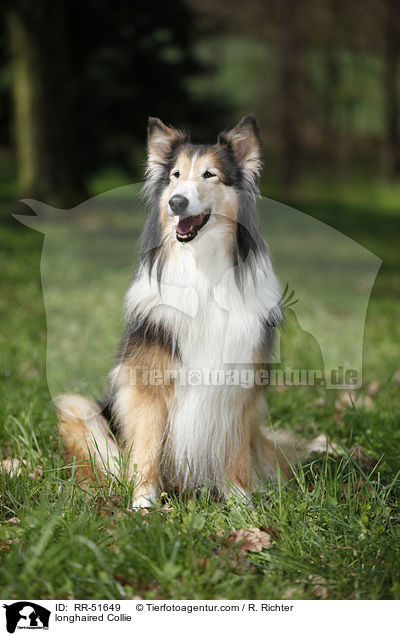 longhaired Collie / RR-51649