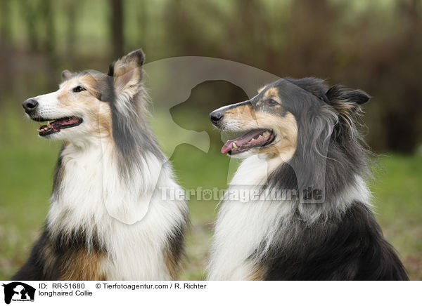 Langhaarcollie / longhaired Collie / RR-51680