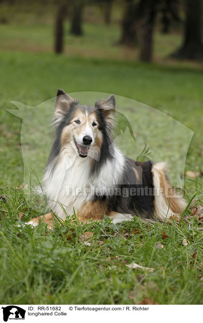 longhaired Collie / RR-51682