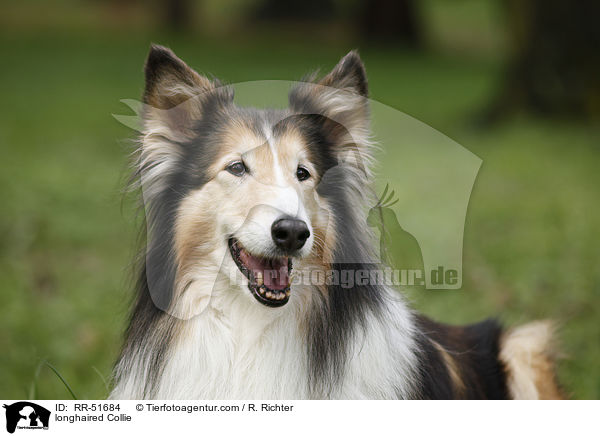 longhaired Collie / RR-51684