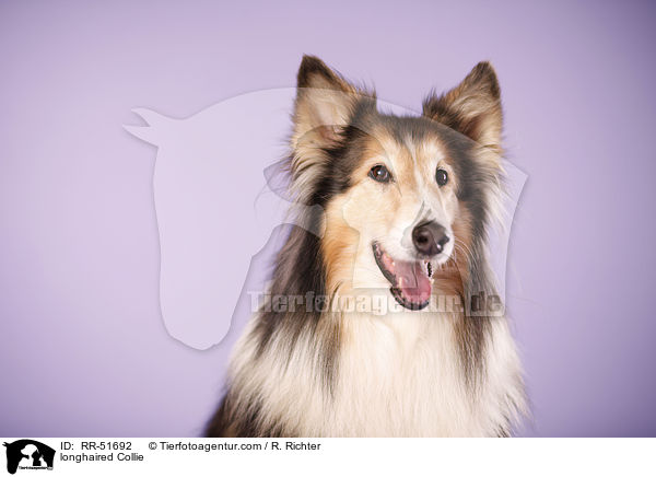 Langhaarcollie / longhaired Collie / RR-51692
