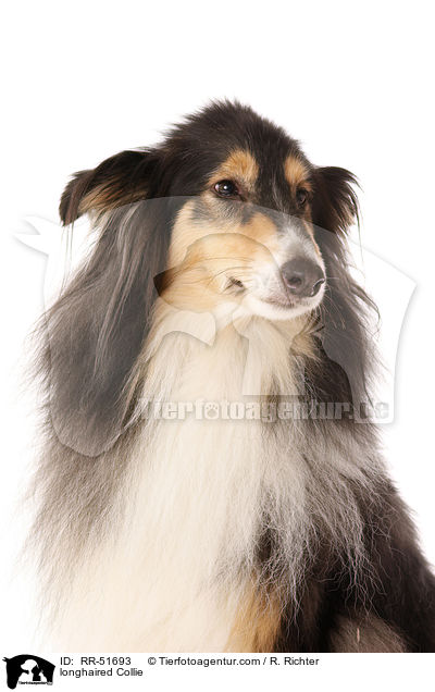 longhaired Collie / RR-51693
