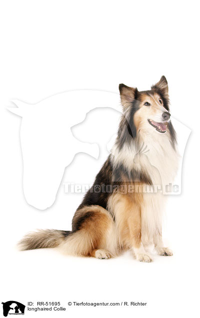 longhaired Collie / RR-51695