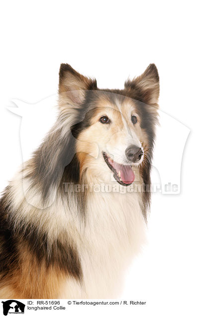 longhaired Collie / RR-51696