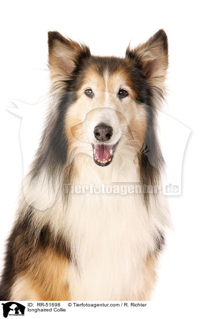 longhaired Collie / RR-51698
