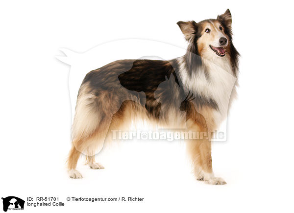 longhaired Collie / RR-51701