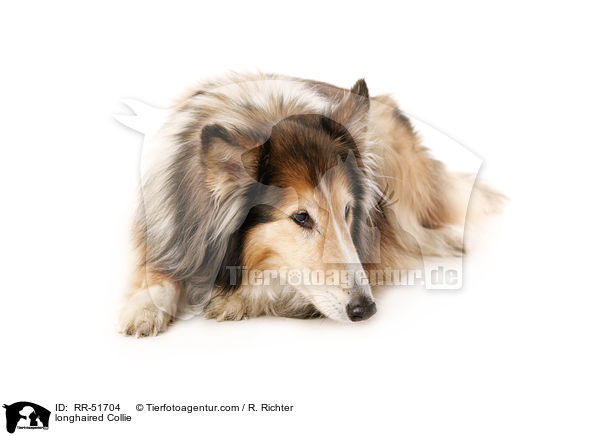 longhaired Collie / RR-51704