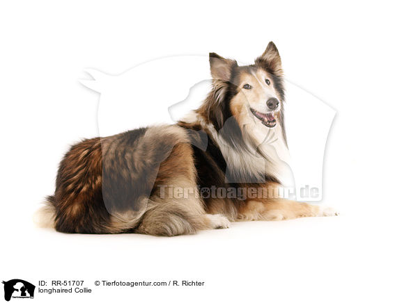 longhaired Collie / RR-51707