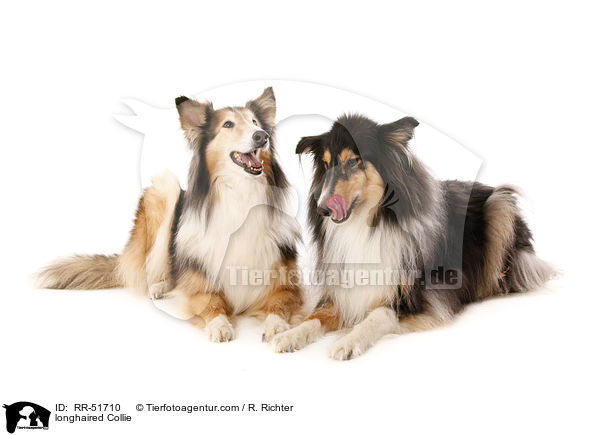 longhaired Collie / RR-51710