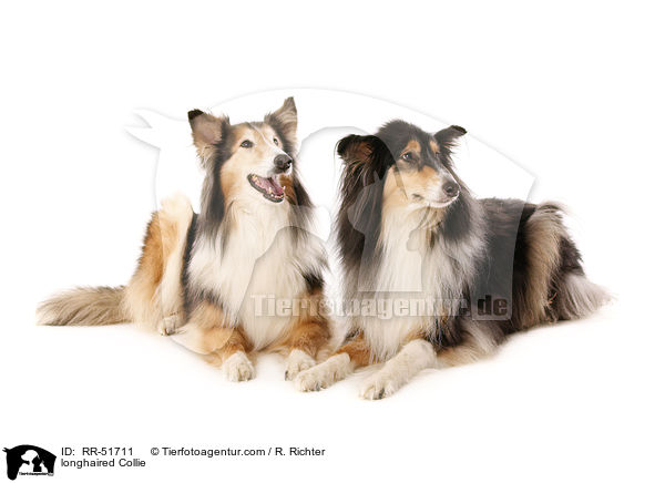 longhaired Collie / RR-51711