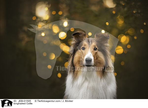 longhaired Collie / JEB-01595