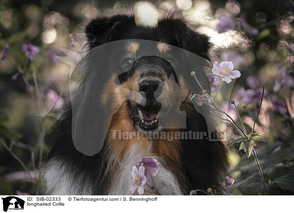 longhaired Collie / SIB-02333