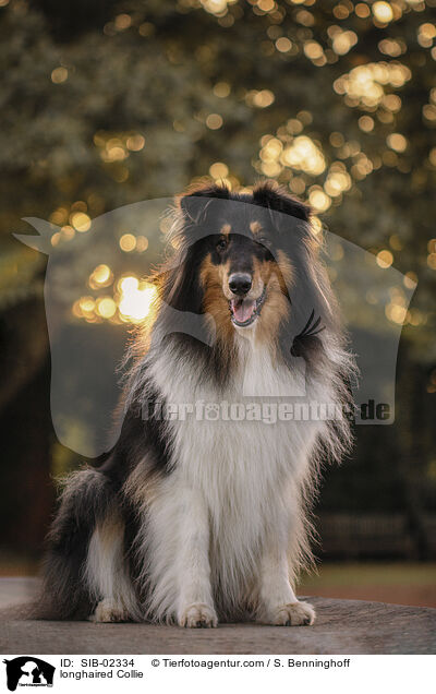 longhaired Collie / SIB-02334