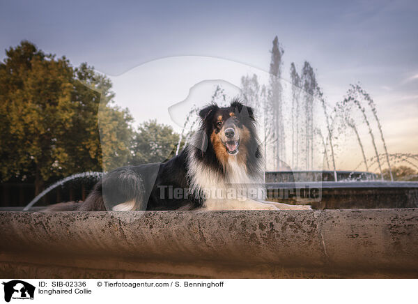 longhaired Collie / SIB-02336