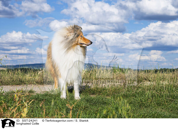 longhaired Collie / SST-24241
