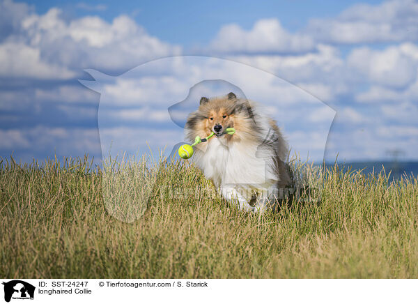 longhaired Collie / SST-24247