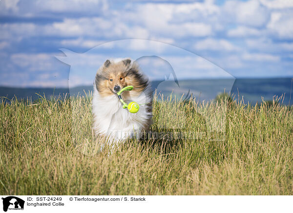 longhaired Collie / SST-24249