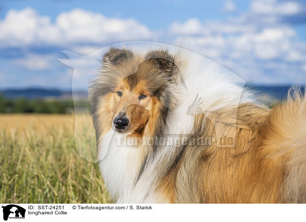 longhaired Collie / SST-24251