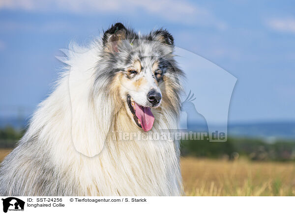 Langhaarcollie / longhaired Collie / SST-24256