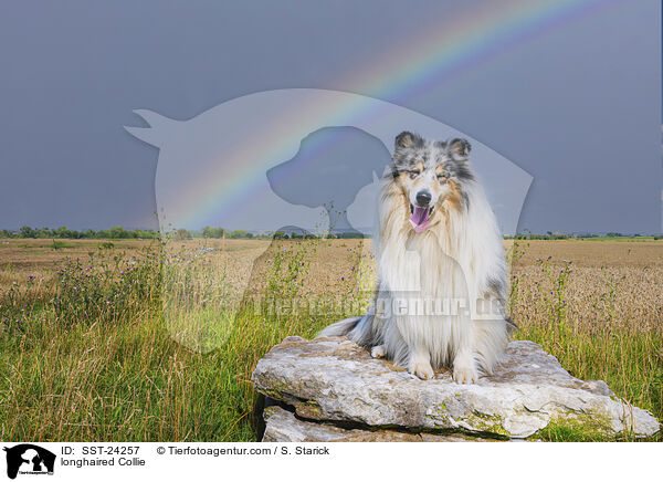 longhaired Collie / SST-24257
