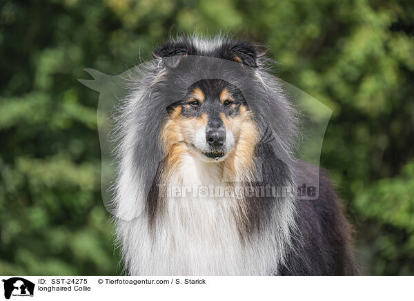 Langhaarcollie / longhaired Collie / SST-24275