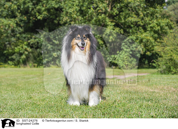 Langhaarcollie / longhaired Collie / SST-24276