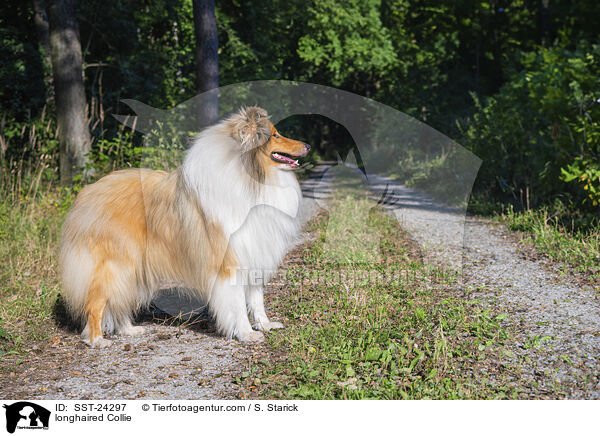 longhaired Collie / SST-24297