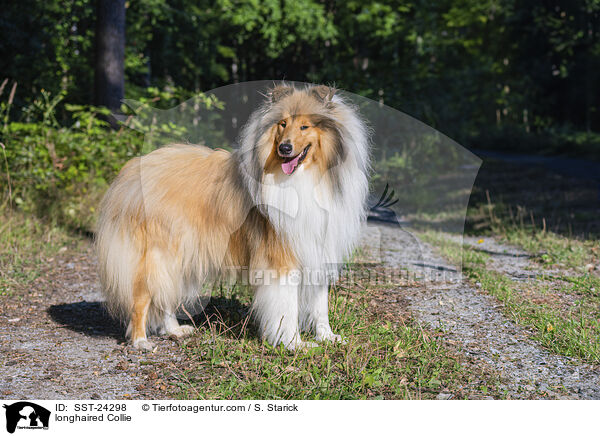 longhaired Collie / SST-24298