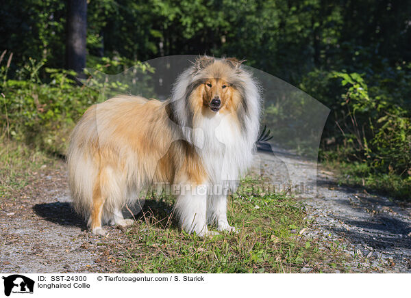 longhaired Collie / SST-24300